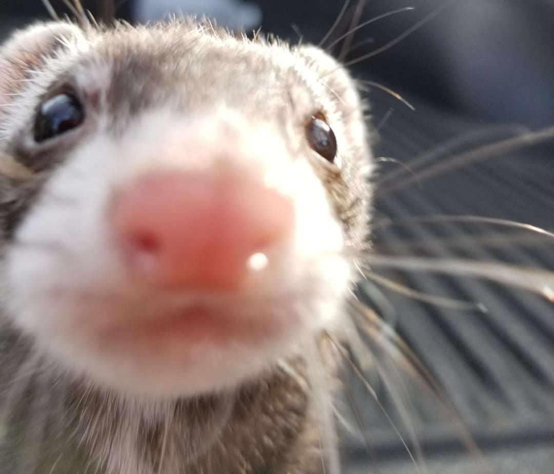 Cute ferret
